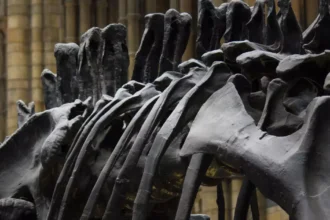 Novo terizinosauro descoberto na China revela anatomia peculiar de 125 milhões de anos