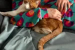 Por que os gatos preferem a companhia de quem os ignora