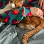 Por que os gatos preferem a companhia de quem os ignora