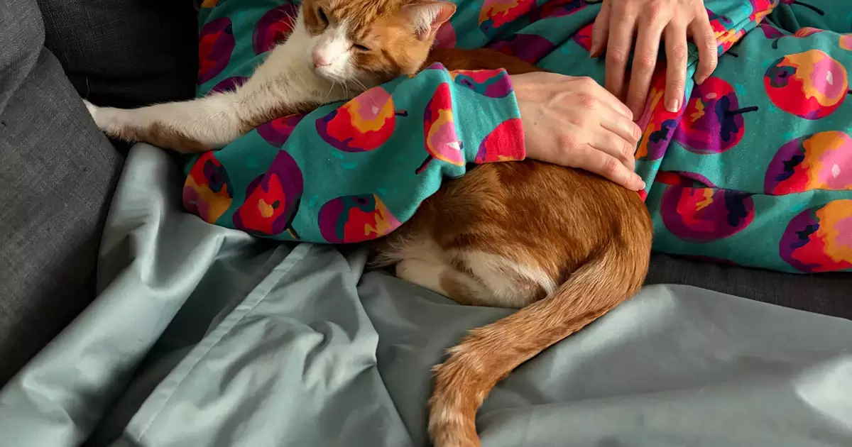 Por que os gatos preferem a companhia de quem os ignora